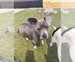Small #1 Mutt