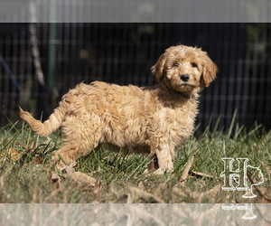 Goldendoodle-Poodle (Standard) Mix Puppy for sale in ELLENBORO, NC, USA