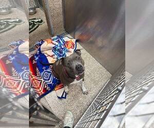 Mutt Dogs for adoption in Martinsburg, WV, USA
