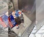Small Mutt