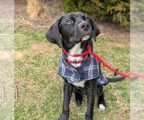 Medium Photo #18 Labrador Retriever-Unknown Mix Puppy For Sale in Boston, MA, USA
