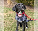 Small #17 Labrador Retriever Mix