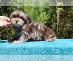 Small #21 ShihPoo