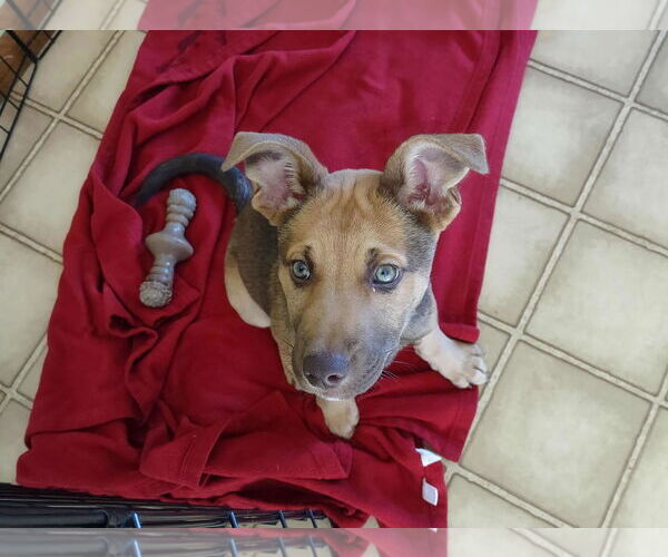 Medium Photo #5 Mutt Puppy For Sale in Duluth, MN, USA