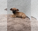 Puppy 5 Chiweenie-Jack Russell Terrier Mix