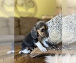 Small #6 Beagle