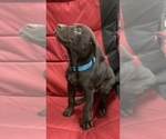 Small #17 German Shorthaired Lab