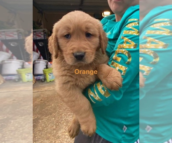 Medium Photo #1 Golden Retriever Puppy For Sale in TUSCALOOSA, AL, USA
