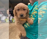 Small Photo #1 Golden Retriever Puppy For Sale in TUSCALOOSA, AL, USA