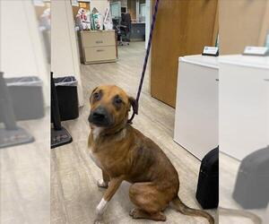 Black Mouth Cur Dogs for adoption in Gainesville, FL, USA