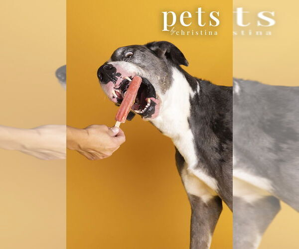 Medium Photo #4 Great Dane Puppy For Sale in Foristell, MO, USA