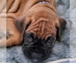Small Photo #4 Boxer Puppy For Sale in STOCKTON, CA, USA