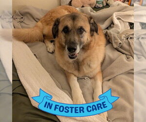 Anatolian Shepherd-Unknown Mix Dogs for adoption in Tallahassee, FL, USA