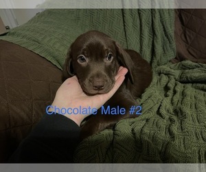 Labrador Retriever Puppy for sale in SLIDELL, LA, USA