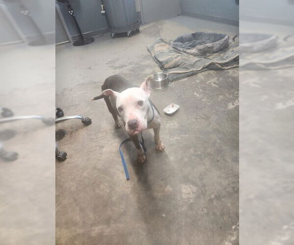 Medium Photo #1 American Staffordshire Terrier Puppy For Sale in Tallahassee, FL, USA