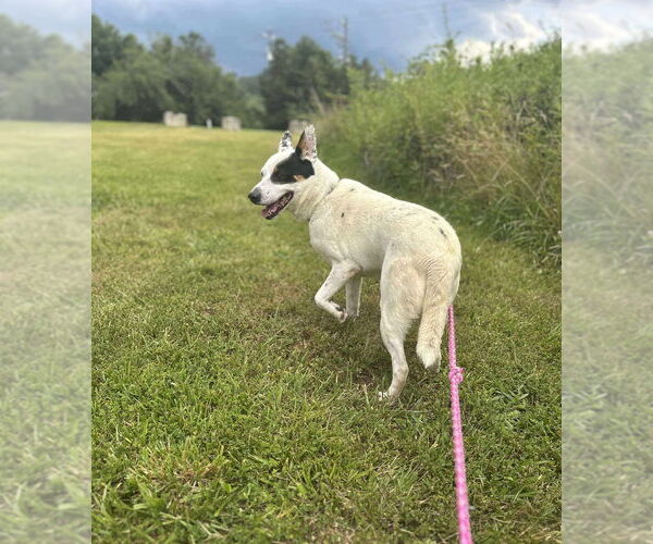 Medium Photo #3 Mutt Puppy For Sale in Candler, NC, USA