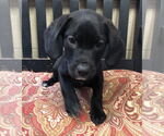 Small #2 German Shorthaired Lab