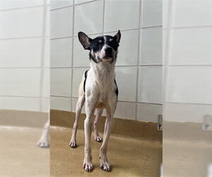 Rat Terrier Dogs for adoption in Derwood, MD, USA