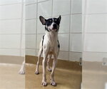 Small Rat Terrier