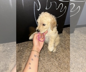 Goldendoodle Puppy for sale in SCOTTSDALE, AZ, USA