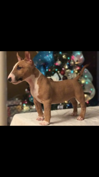 Medium Photo #1 Miniature Bull Terrier Puppy For Sale in EASLEY, SC, USA