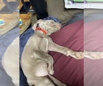 Small Photo #7 Weimaraner Puppy For Sale in CALDWELL, OH, USA