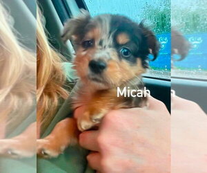 Shih Tzu-Unknown Mix Dogs for adoption in New York, NY, USA