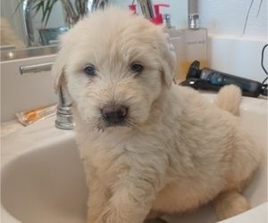 Goldendoodle Puppy for Sale in DIXON, California USA