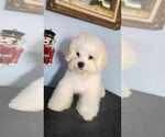 Small Photo #5 Bichon Frise Puppy For Sale in WAYLAND, MI, USA