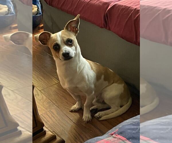 Medium Photo #2 Chihuahua-Unknown Mix Puppy For Sale in Silver Spring, MD, USA