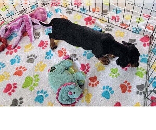 Medium Photo #8 Dachshund Puppy For Sale in ORO VALLEY, AZ, USA