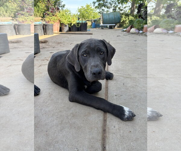 Medium Photo #1 Labrenees Puppy For Sale in Milpitas, CA, USA