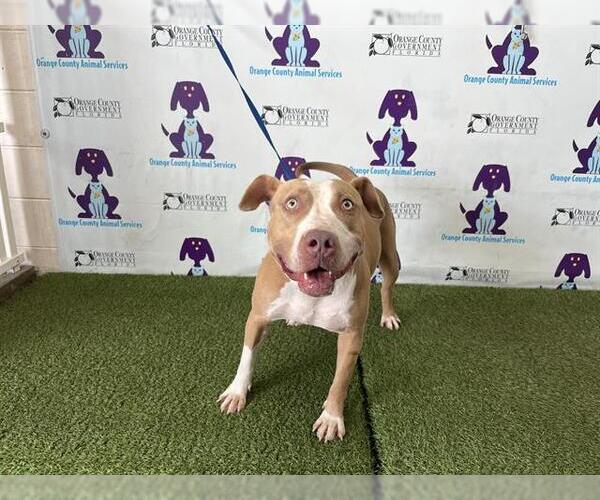 Medium Photo #1 American Pit Bull Terrier Puppy For Sale in Orlando, FL, USA