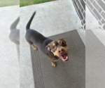 Small #2 Chihuahua Mix