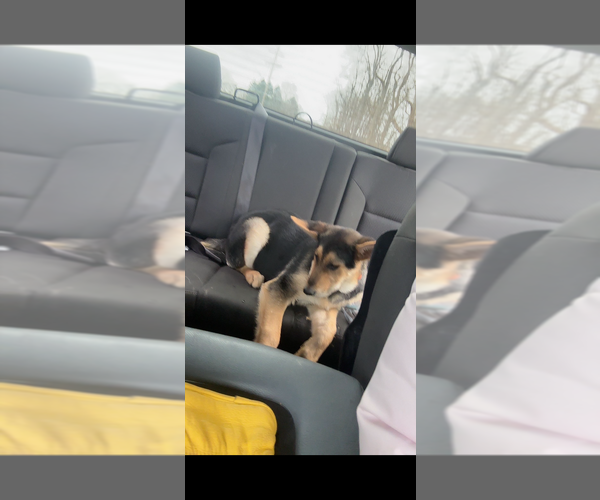 Medium Photo #1 German Shepherd Dog Puppy For Sale in JONESVILLE, MI, USA