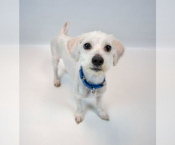 Medium Photo #3 Mutt Puppy For Sale in Kennesaw, GA, USA