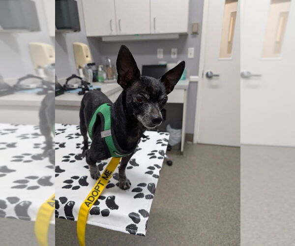 Medium Photo #8 Chihuahua Puppy For Sale in Caldwell, NJ, USA