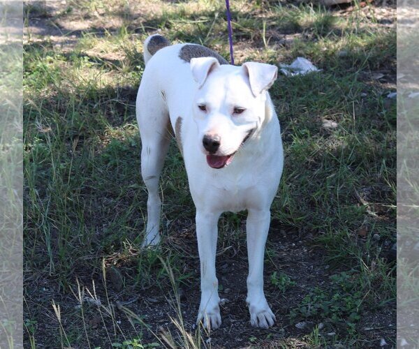 Medium Photo #3 American Bulldog Puppy For Sale in Bandera, TX, USA