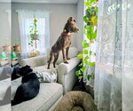Small #5 Labrador Retriever Mix