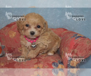 Poochon Puppy for sale in SANGER, TX, USA