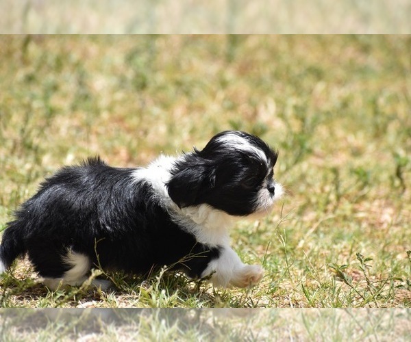 Medium Photo #8 Shih Tzu Puppy For Sale in PALM COAST, FL, USA