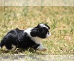 Small Photo #8 Shih Tzu Puppy For Sale in PALM COAST, FL, USA
