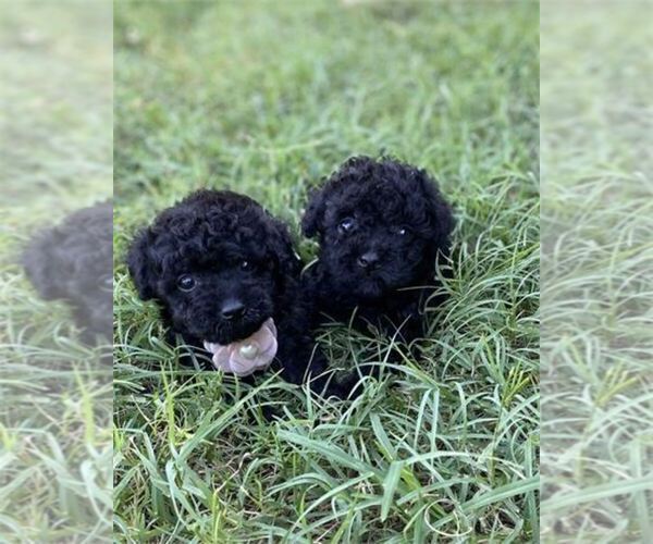 Medium Photo #18 Poodle (Toy) Puppy For Sale in WINTER PARK, FL, USA