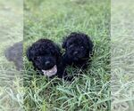 Small #17 Poodle (Toy)