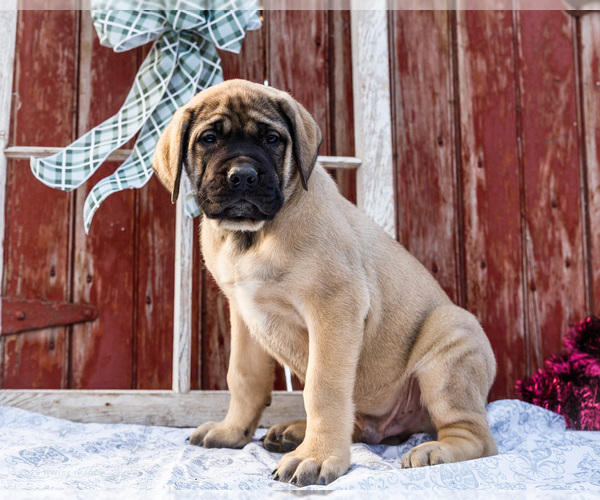 Medium Photo #35 Mastiff Puppy For Sale in WAKARUSA, IN, USA