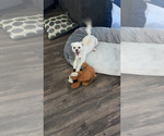 Small #1 Maltipoo