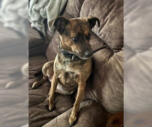 Kemba - Female Rottweiler-Unknown Mix Dog for Adoption - Photo #4