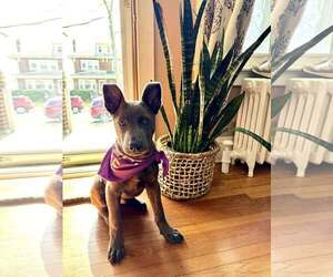 Mutt Dogs for adoption in Nazareth, PA, USA