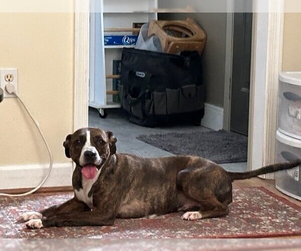 Medium Photo #2 Mountain Cur-Unknown Mix Puppy For Sale in Doylestown, PA, USA