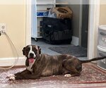 Small #1 Mountain Cur Mix